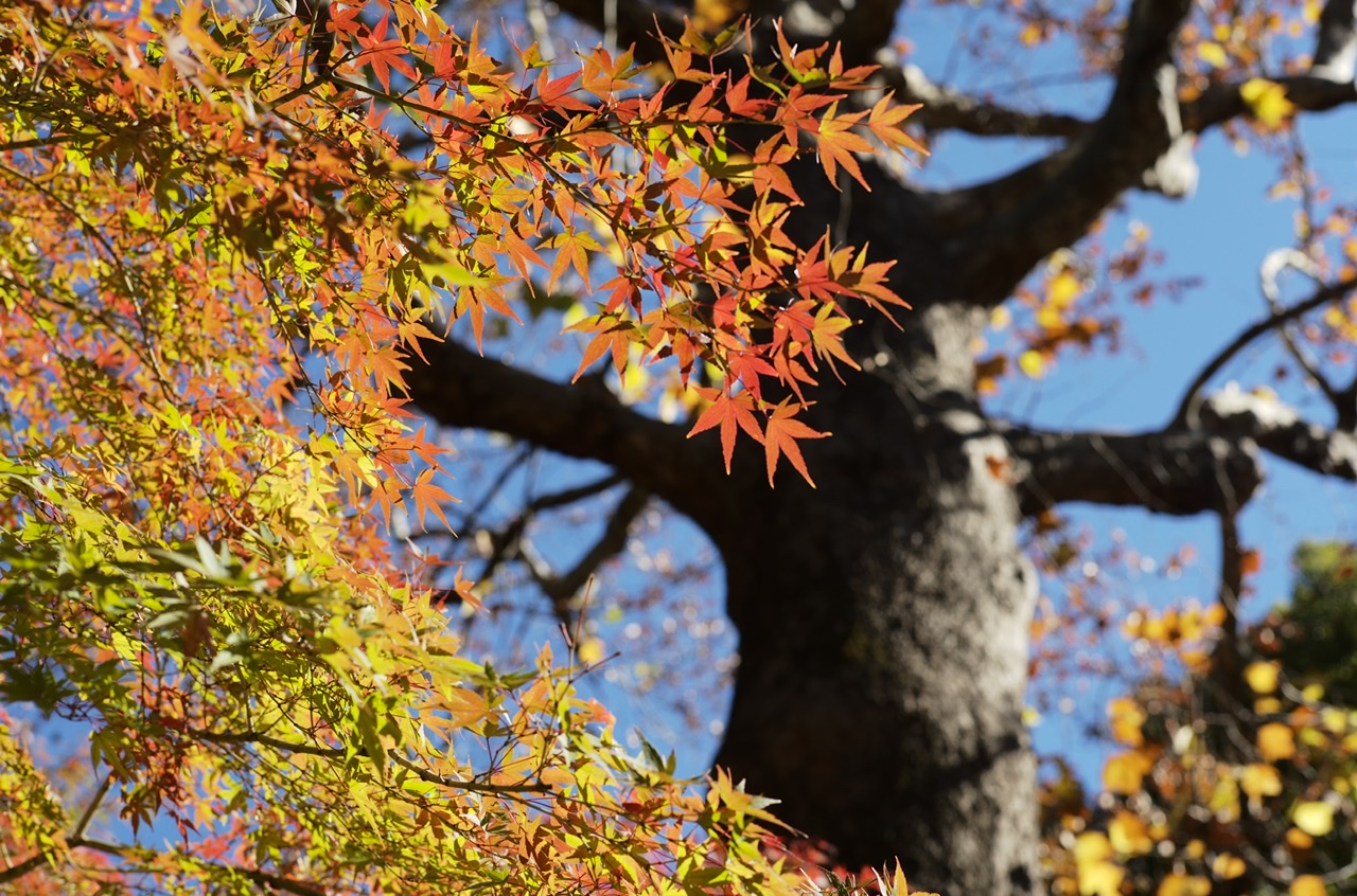 Hibiya Park Yellow Red leaves