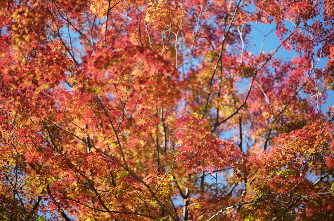 Hibiya Park Red leaves