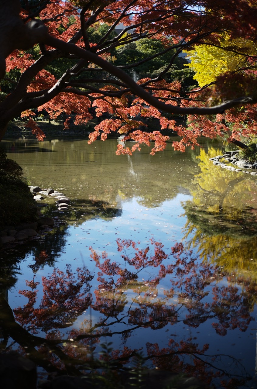 Hibiya Park Yellow Red leaves