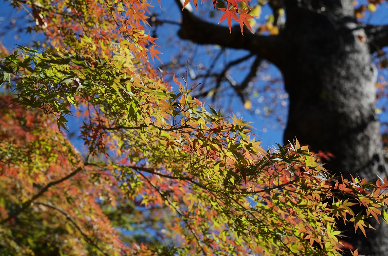 Hibiya Park Yellow Red Green leaves