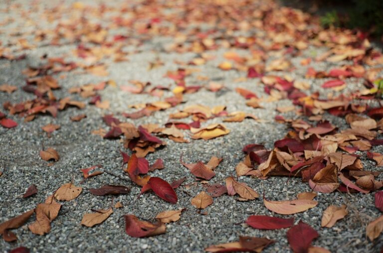 leaves fall to winter