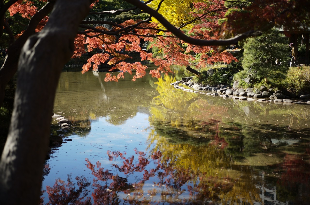 Hibiya Park Yellow Red leaves