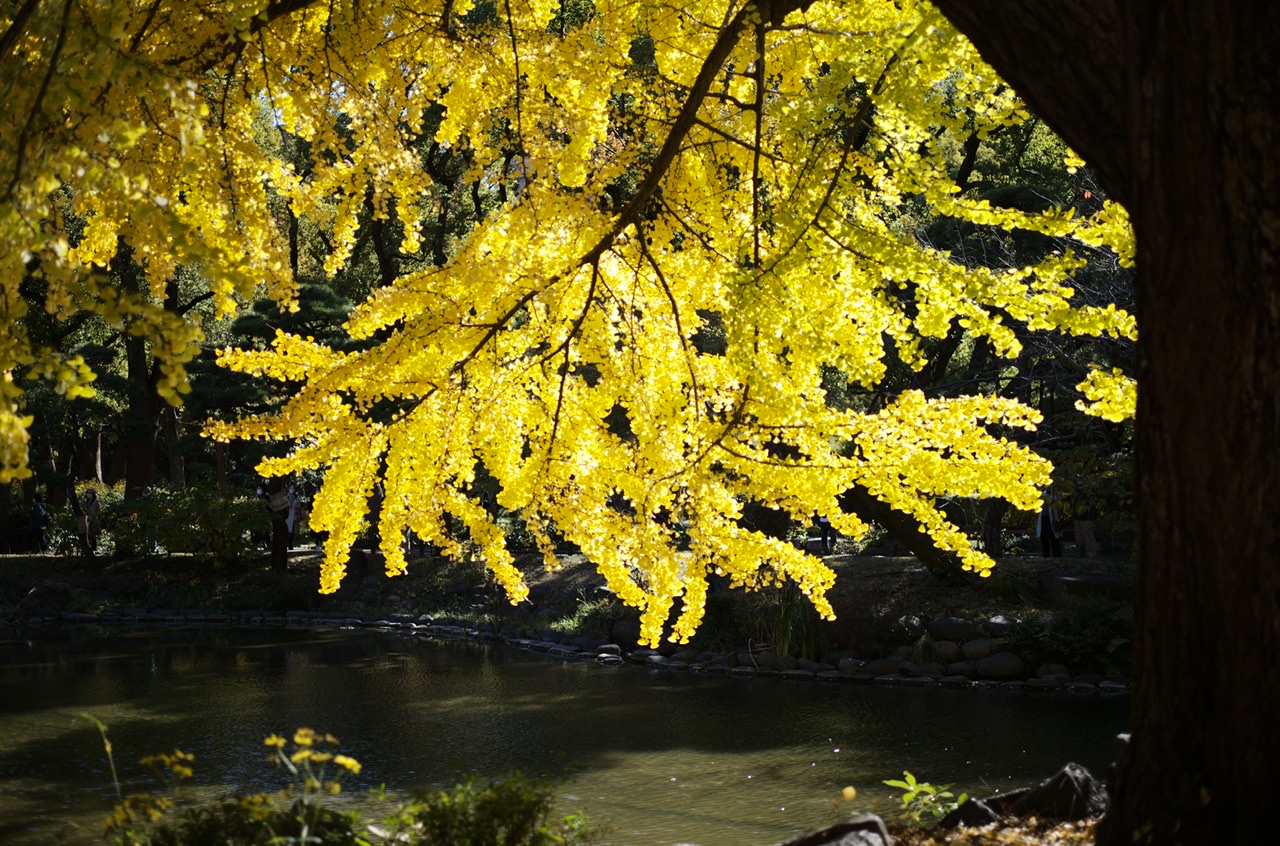 Hibiya Park Yellow Leaves
