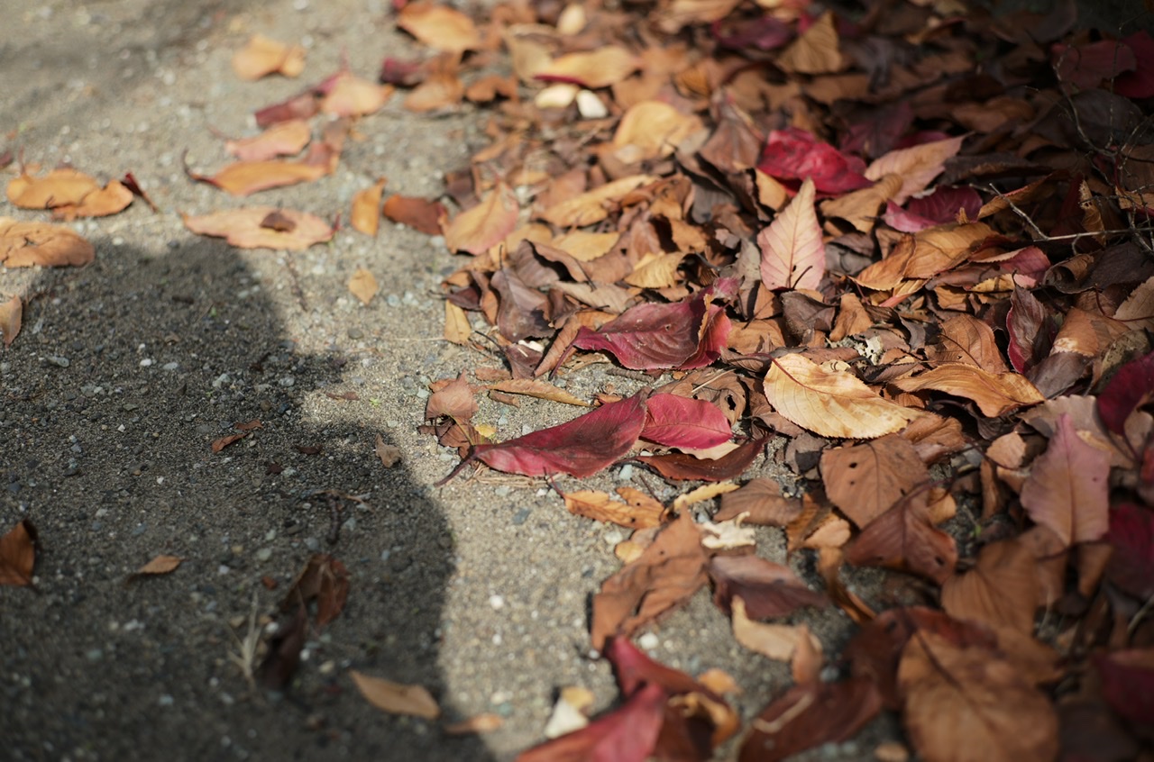 Leaves fallen and shadow