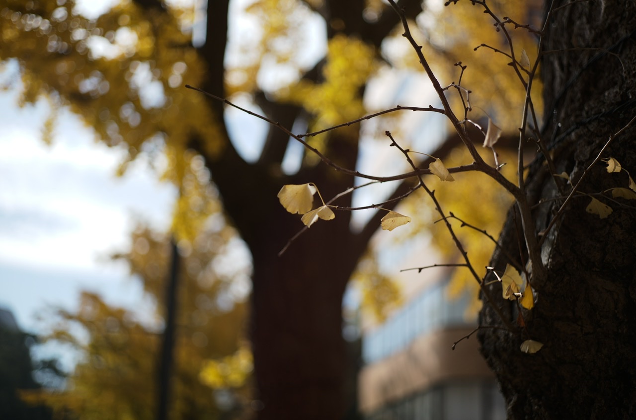 Yellow leaves Yokohama Nihonodori