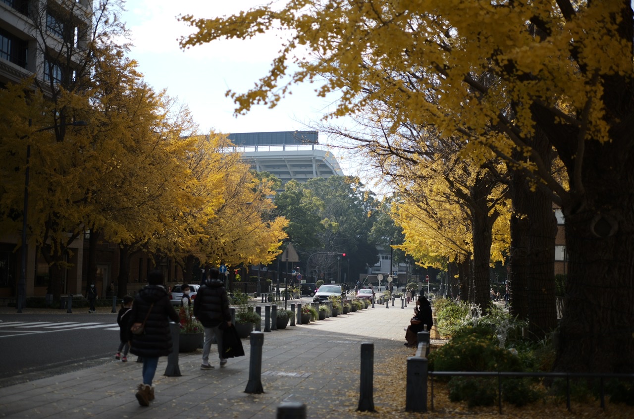 Yellow leaves Yokohama Nihonodori