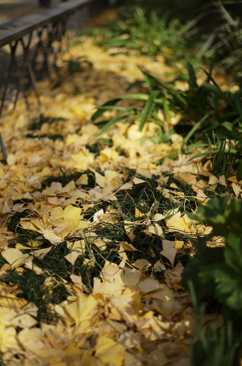 Yellow leaves Yokohama Nihonodori