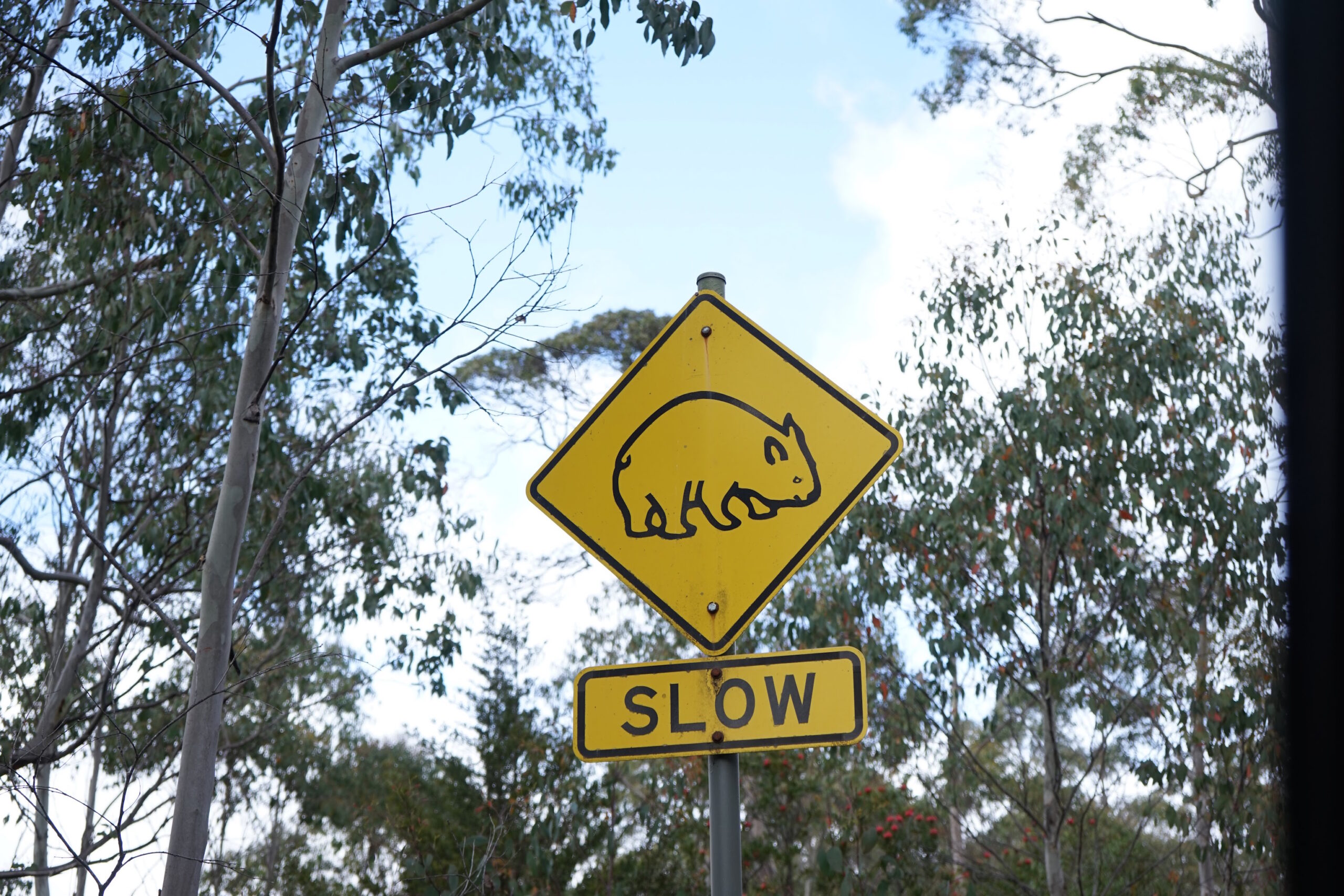 A road sign Wombat