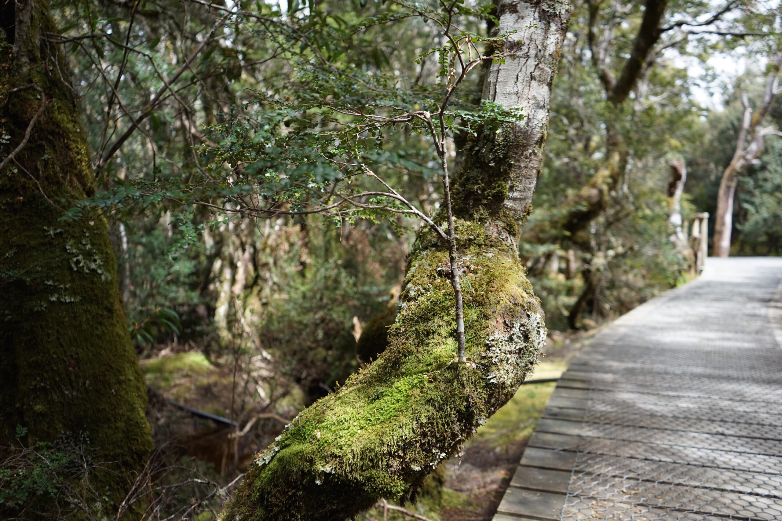 Cradle Mt Lodge Premises