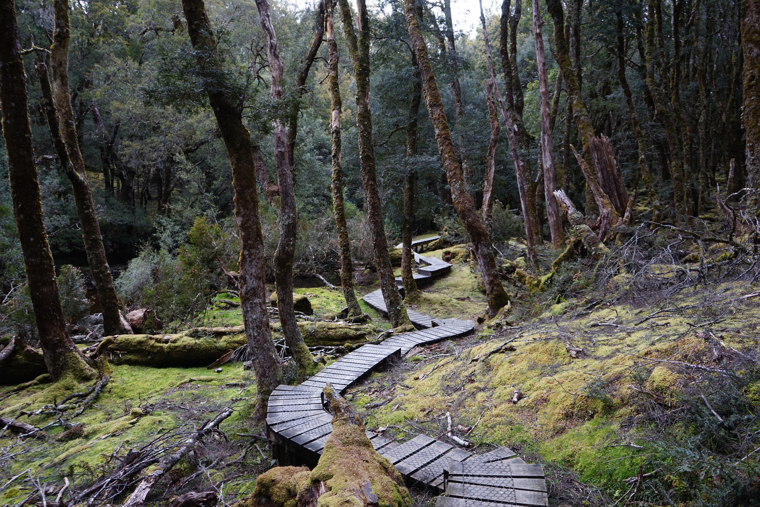 Cradle Mt Pathway Near Lodge