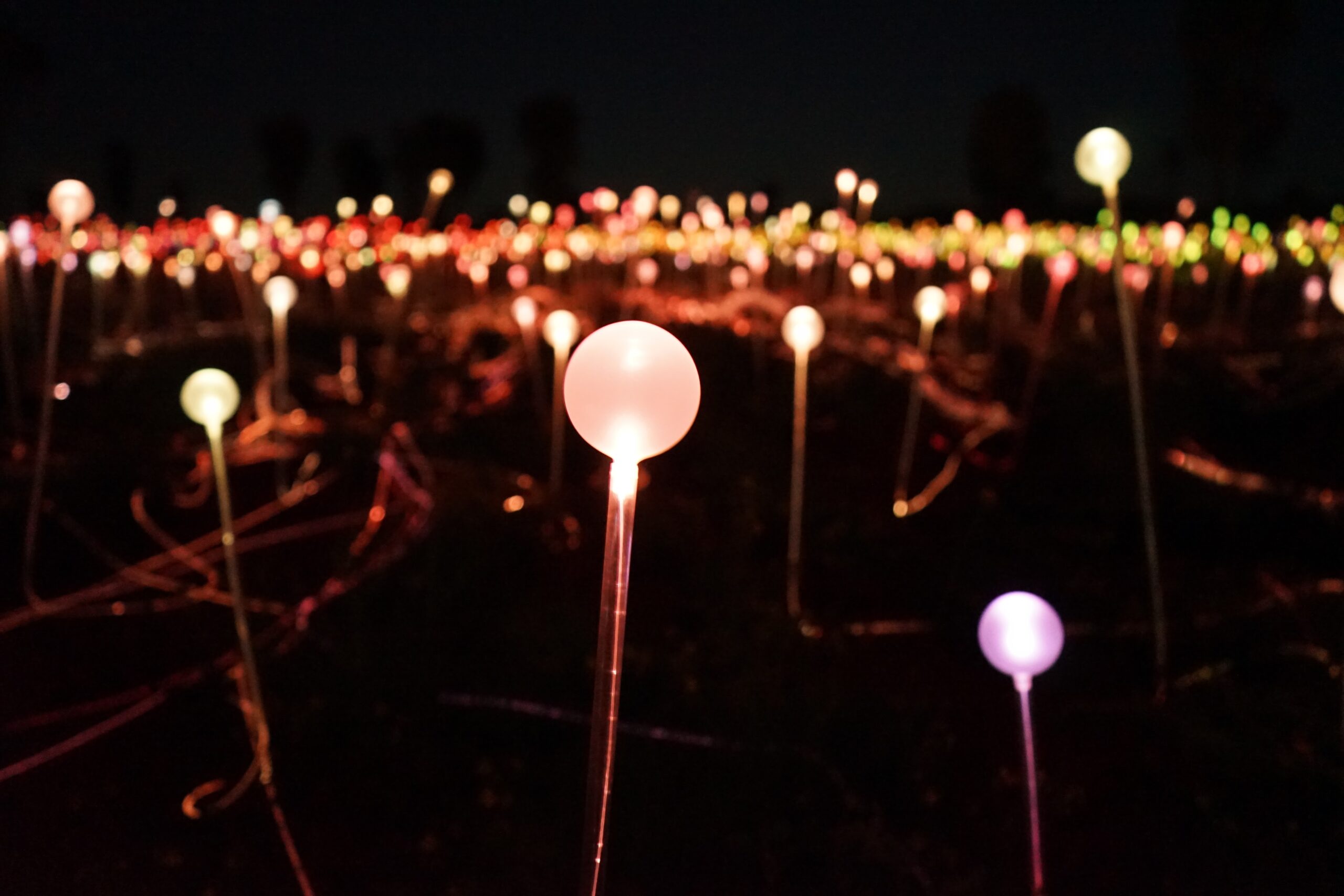 Field of Lights Uluru