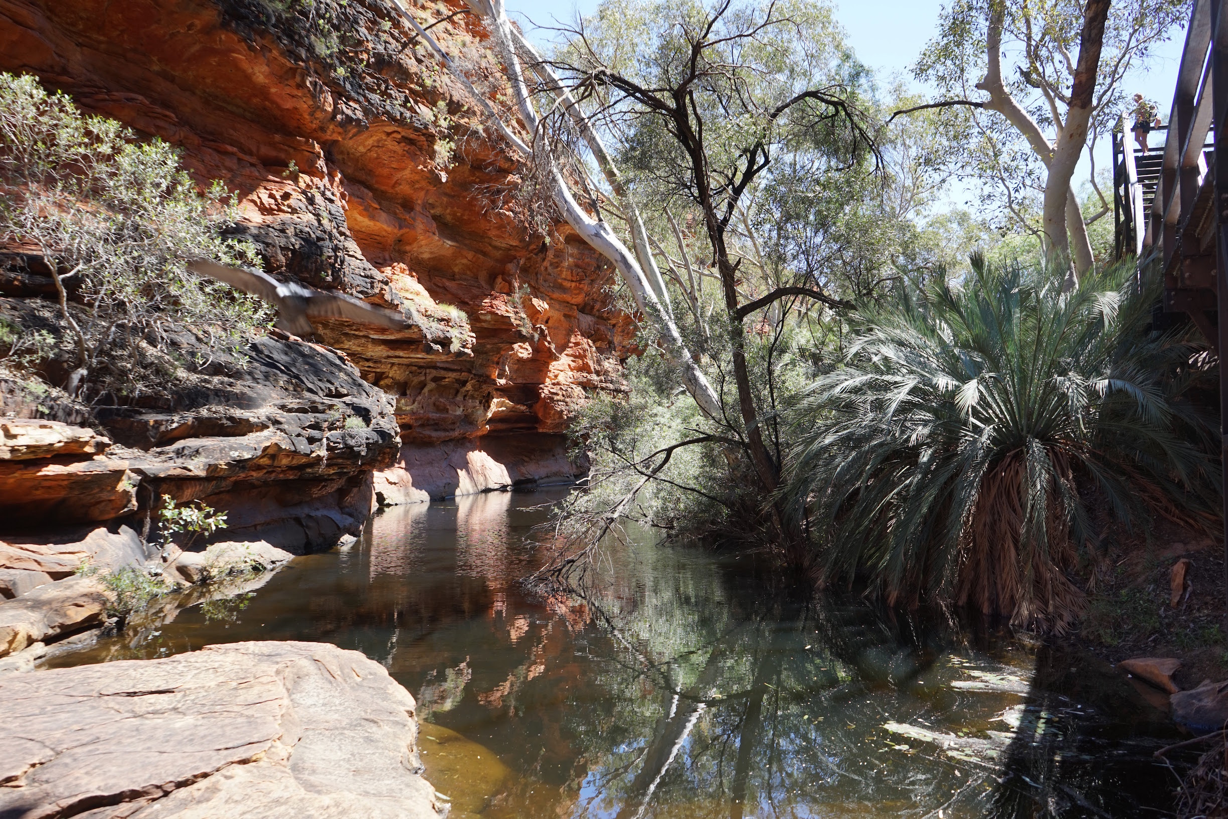 Gardens of Eden Kings Canyon Australia