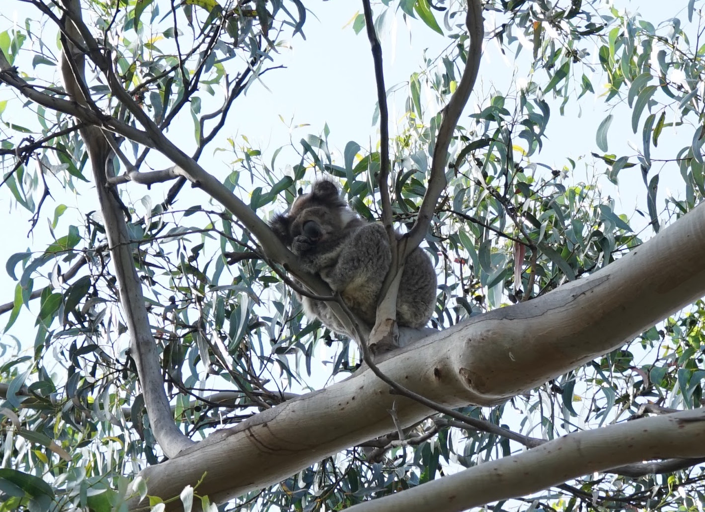 koala
