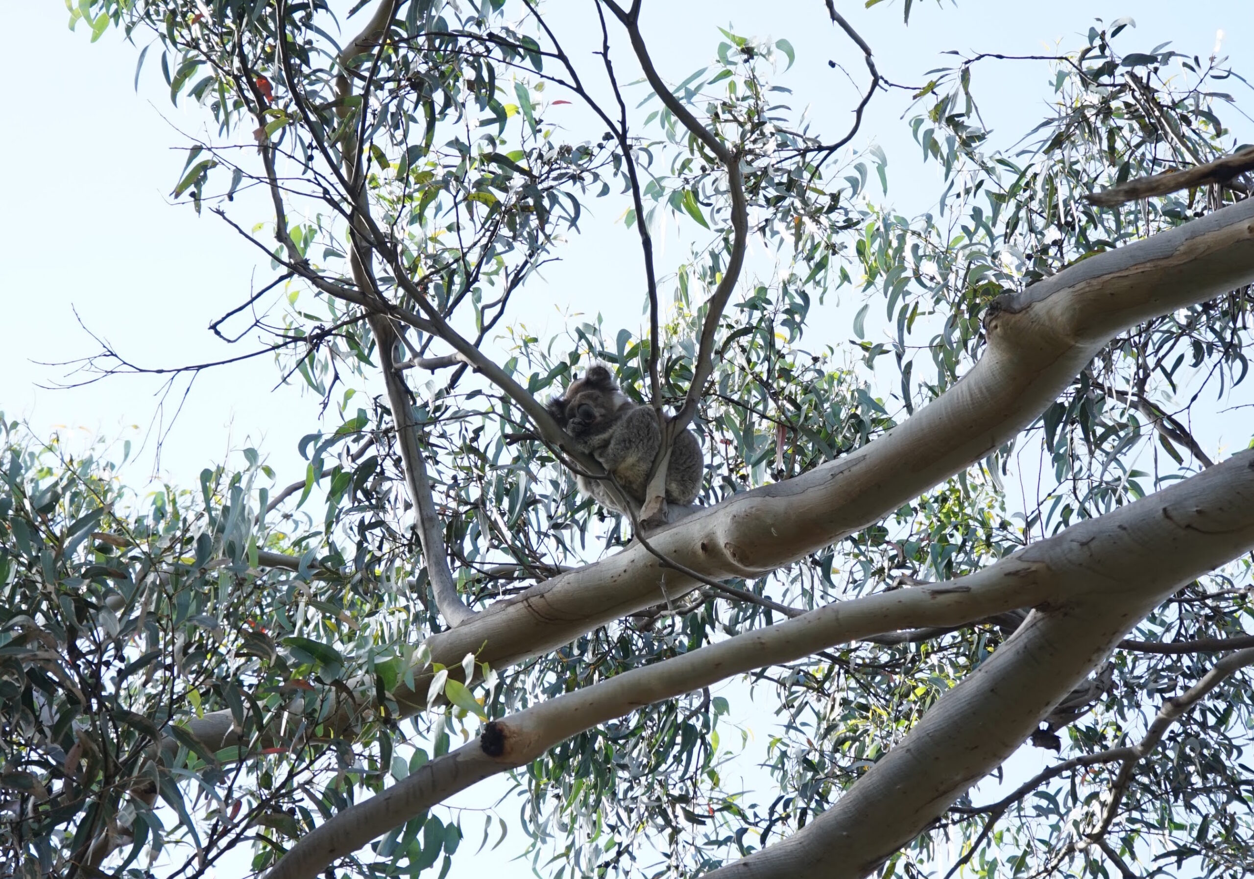 Koala Kennett River