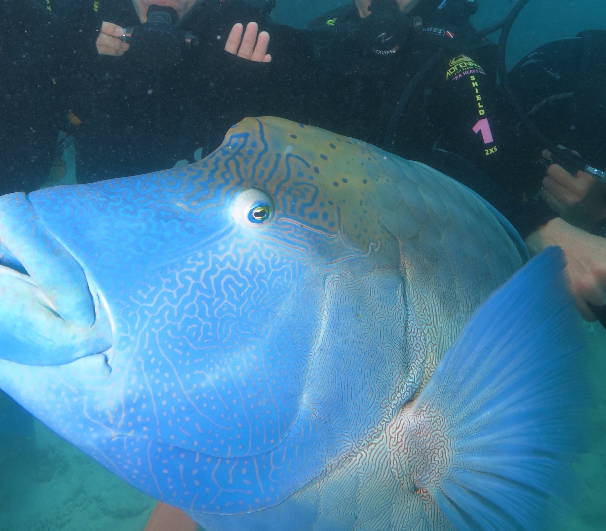 Napoleon Fish Australia