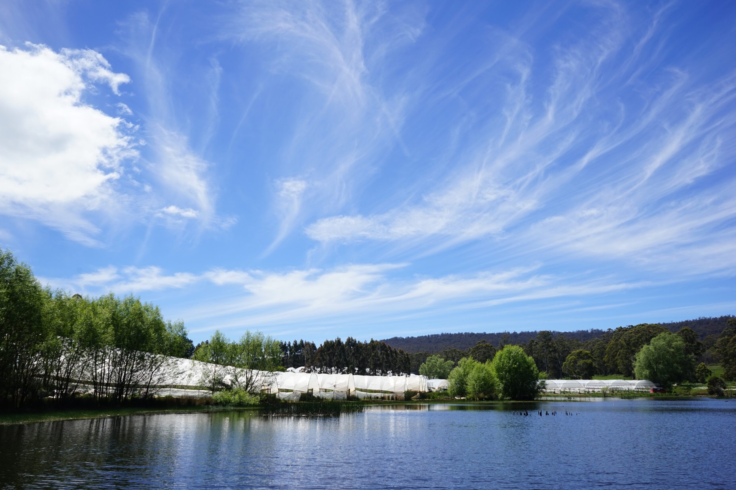 Raspberry Farm Tasmania