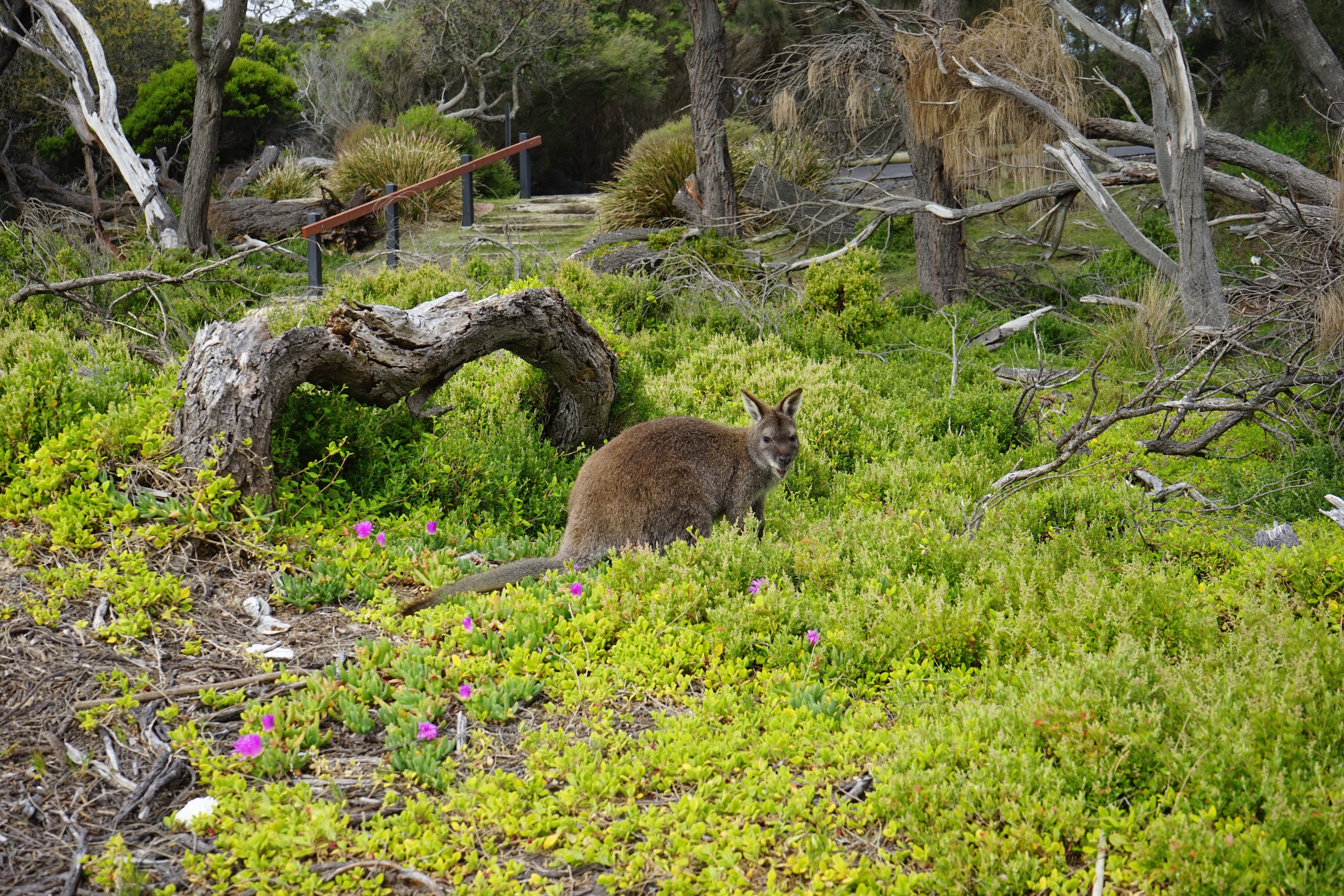 Wallaby Richardson Beach