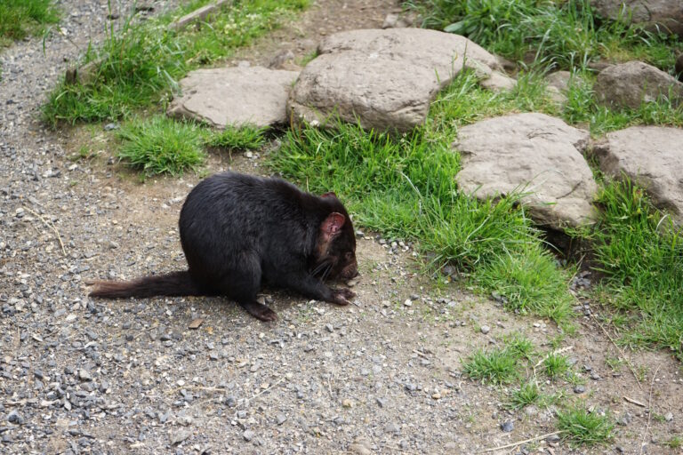 Tasmania devil