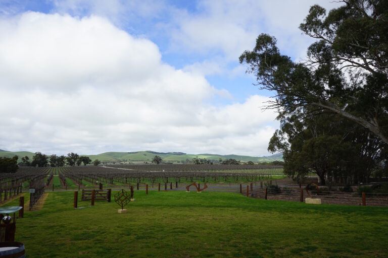 Vineyard Jacobs Creek