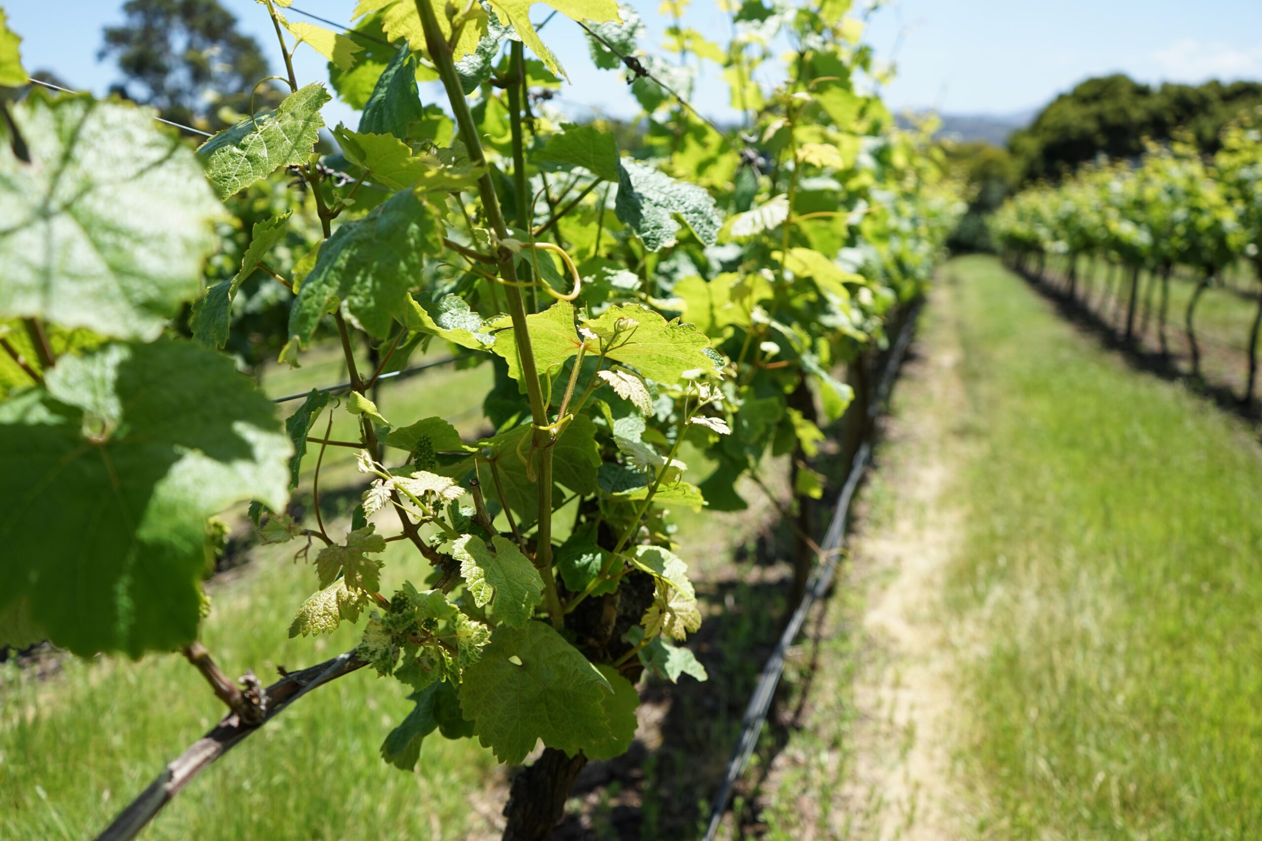 Vineyard Tamar Tasmania