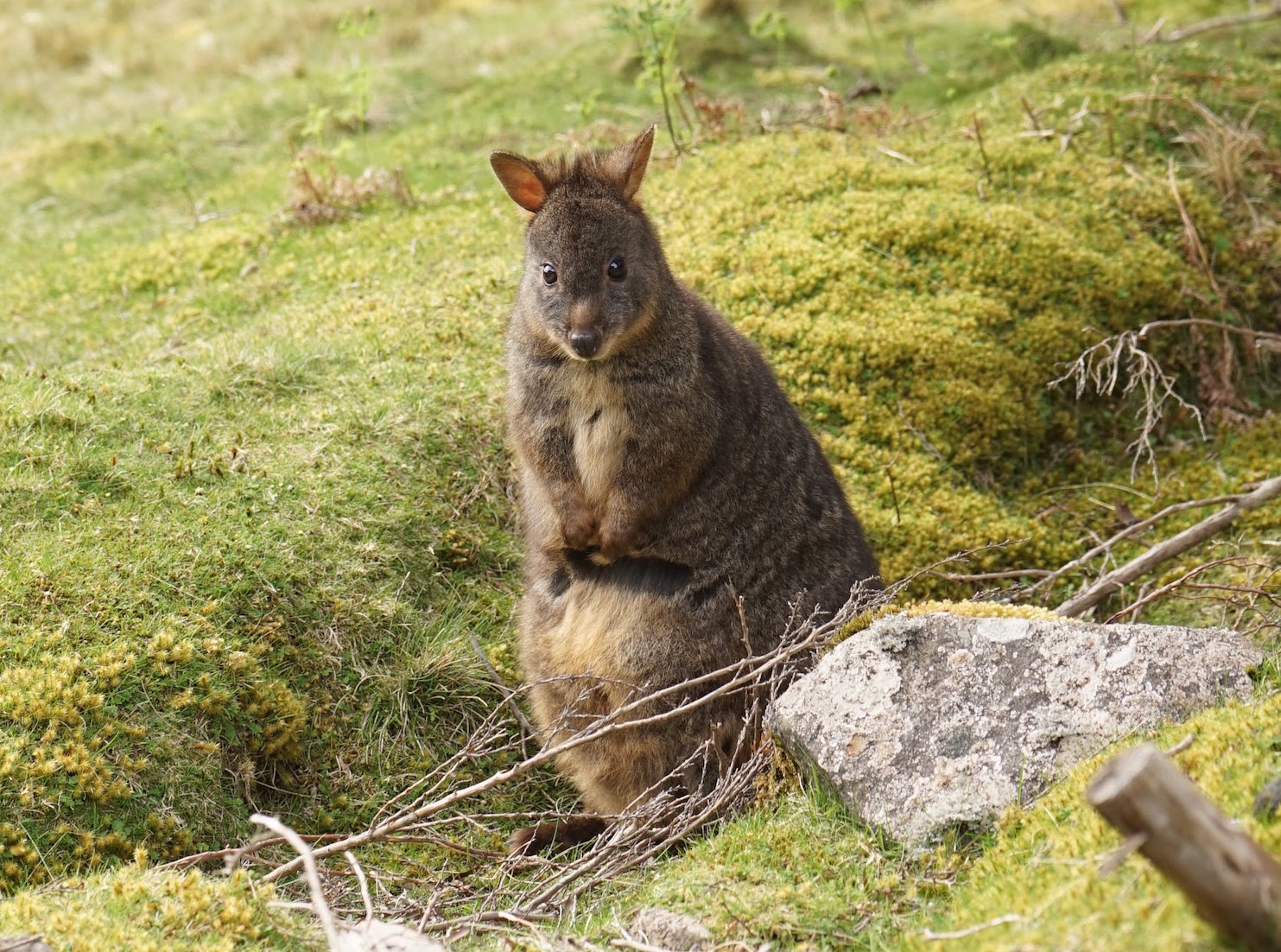 Wallaby