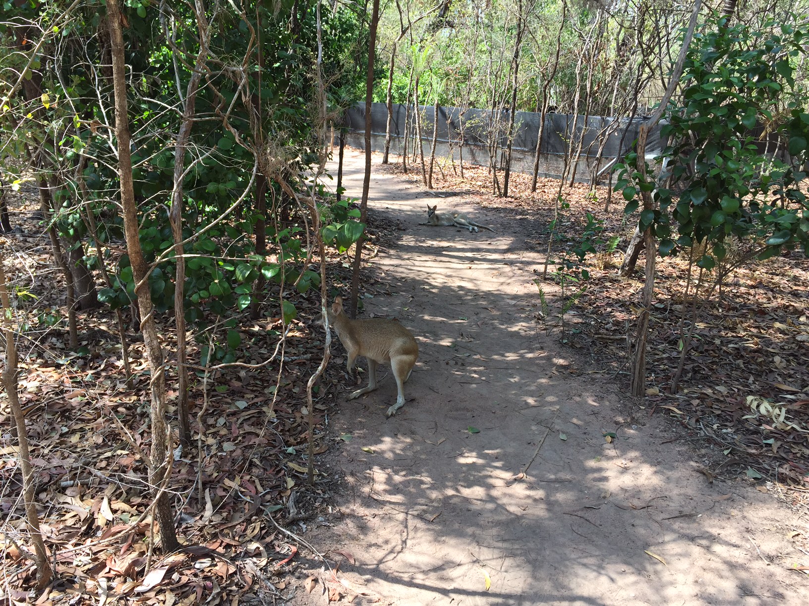 Wallaby Wild life Park Darwin Australia