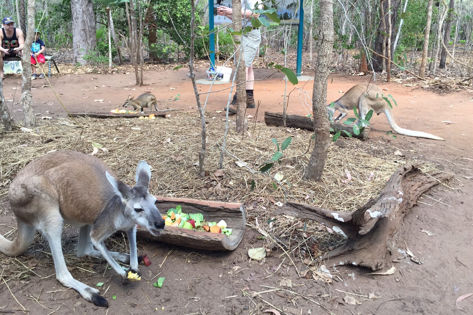 Wallaby Wild life Park Darwin Australia