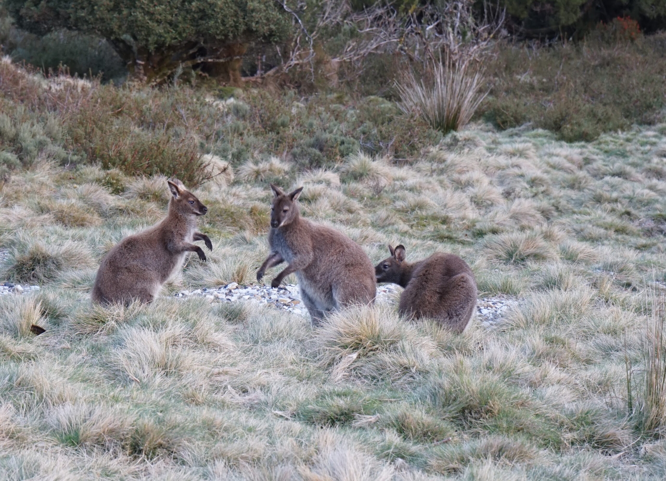 Wallaby