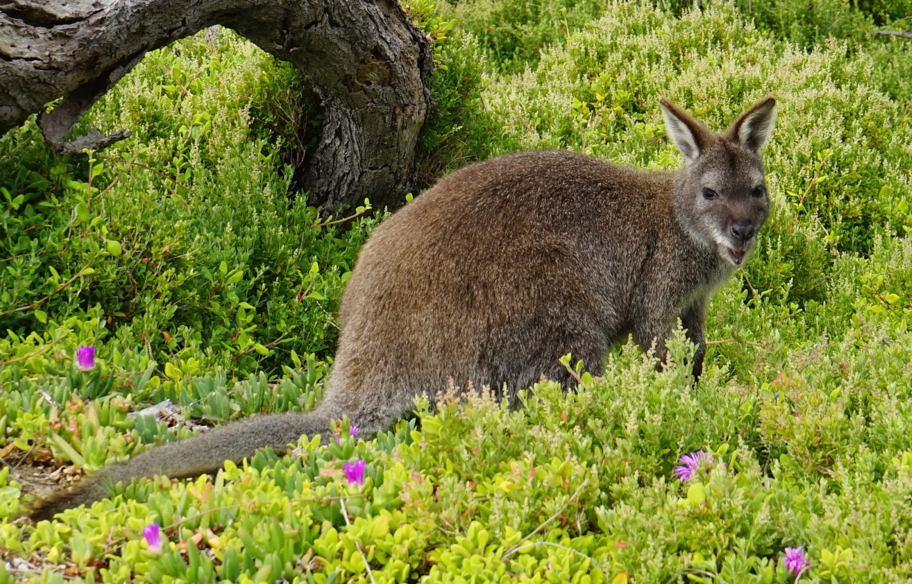 wallaby