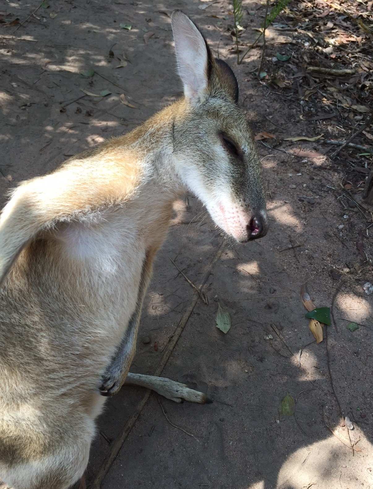 Wallaby Wild life Park Darwin Australia