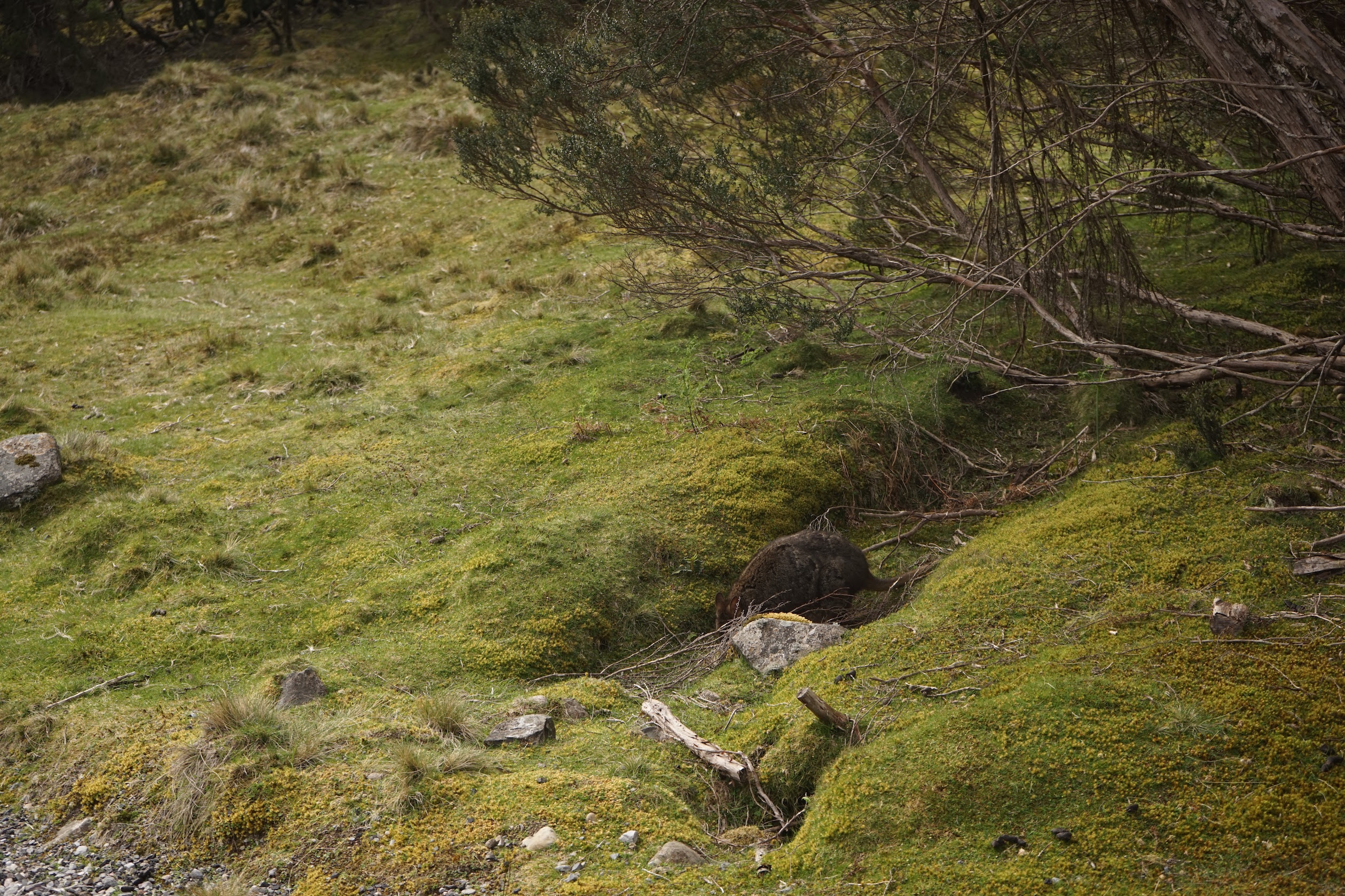 Wallabyin Cradle Mt Lodge