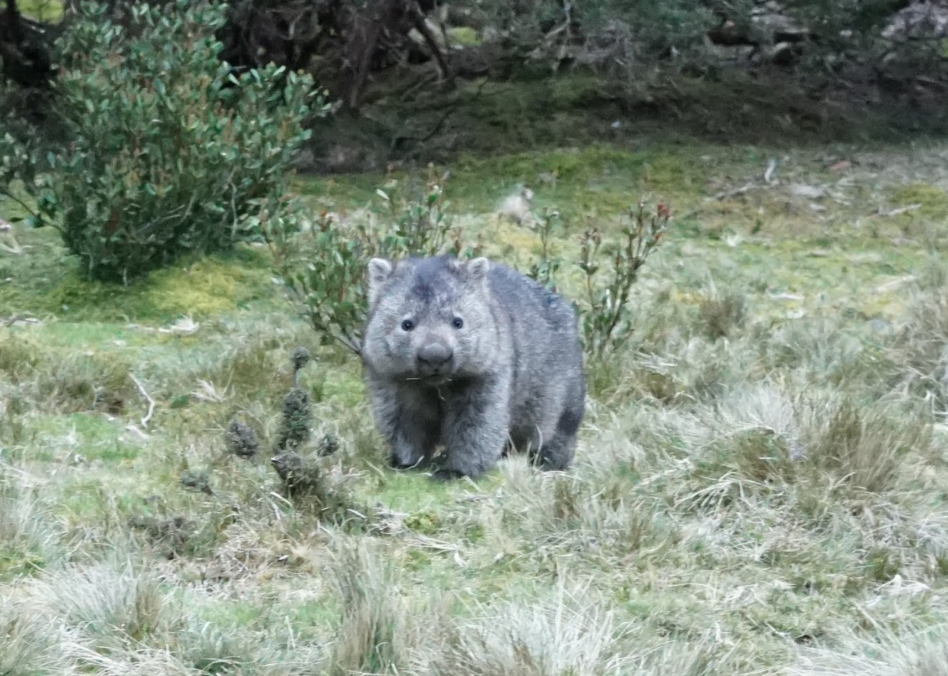 wombat