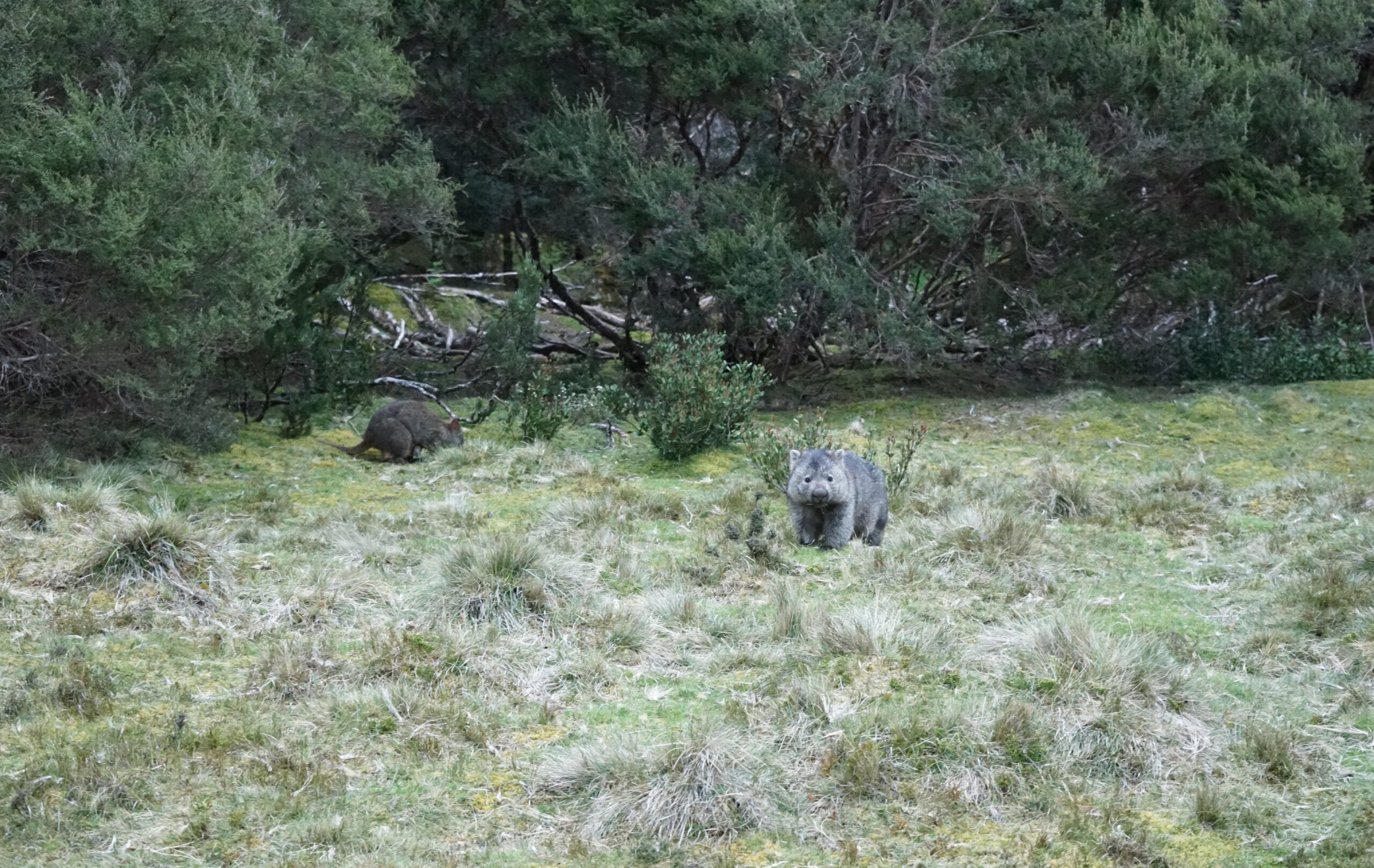 Wombat Cradle Mt Lodge
