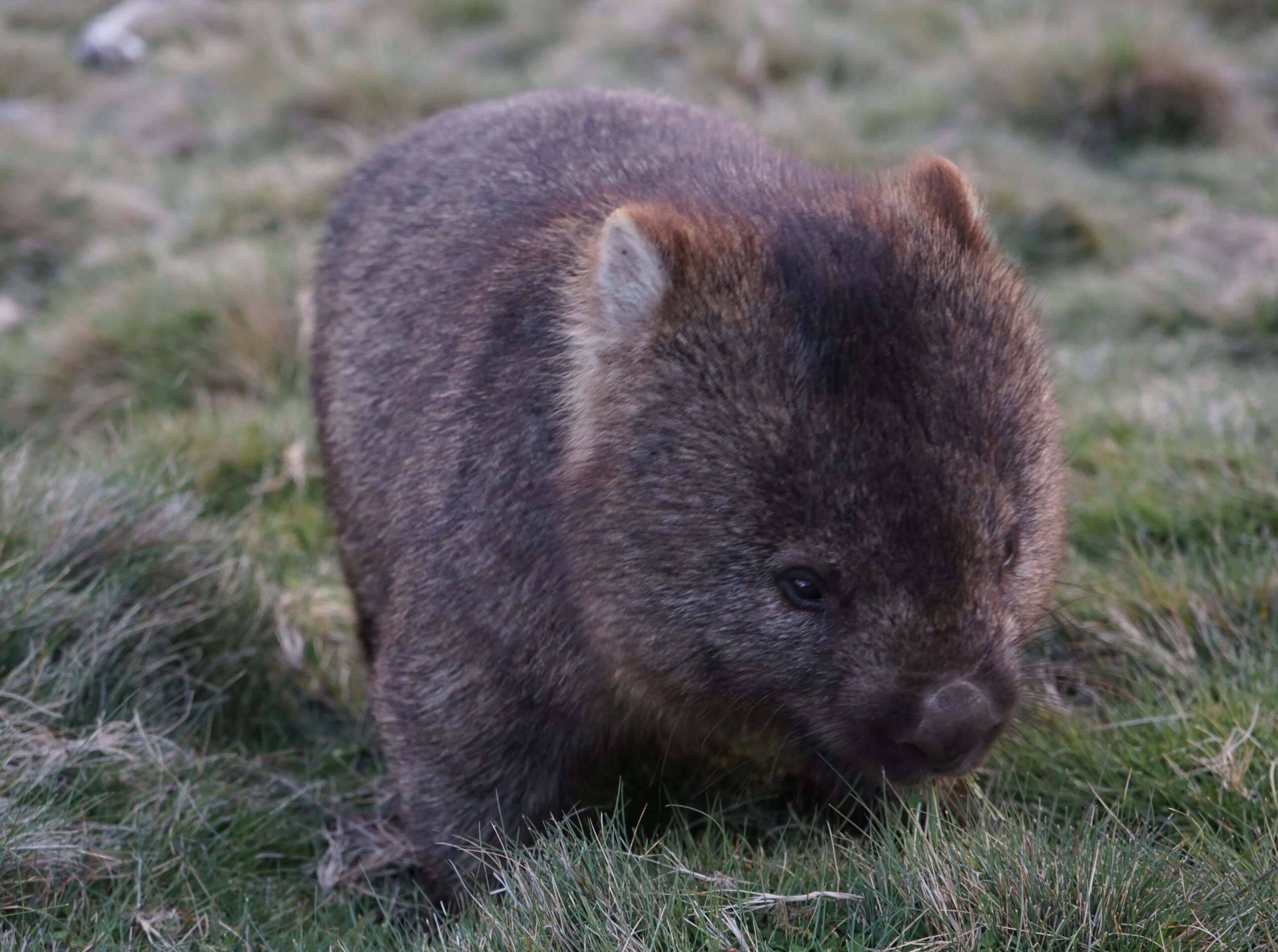 wombat