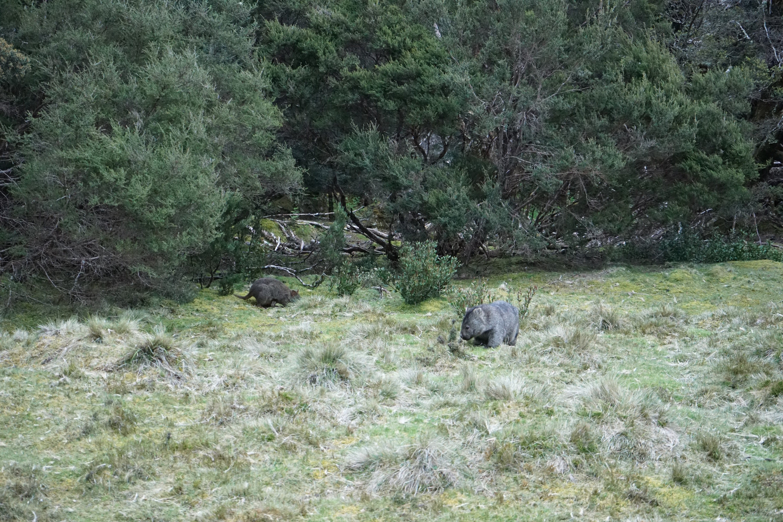 Wombat and Wallaby