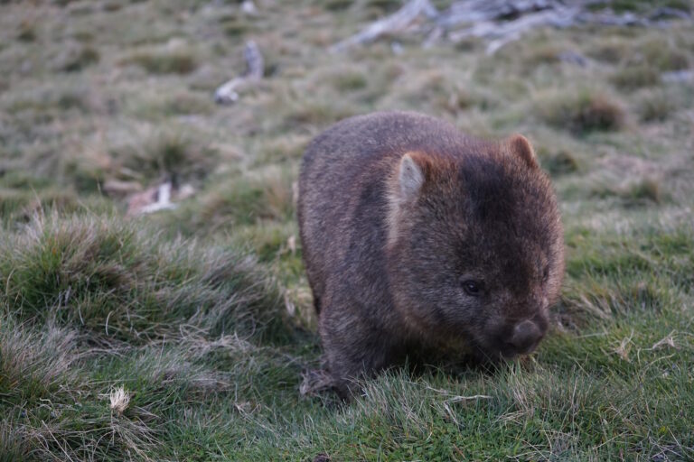 Wombat Tasmania