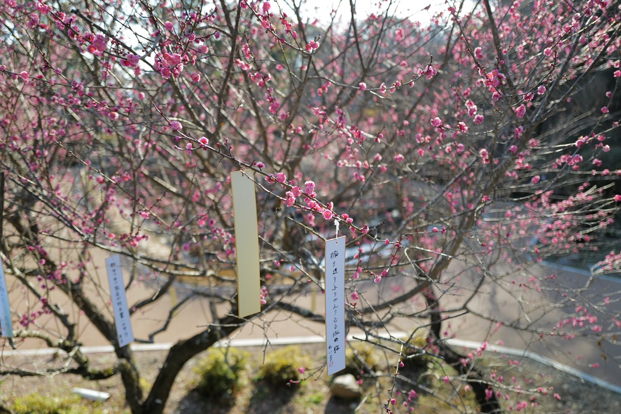 Ume Odawara castle