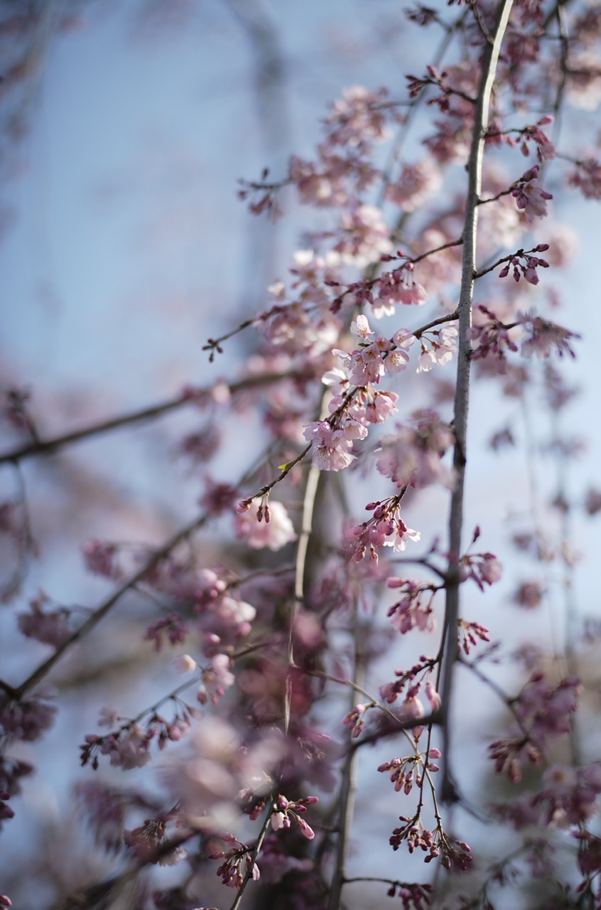 Cherry blossom Yokohama Yamashita Park