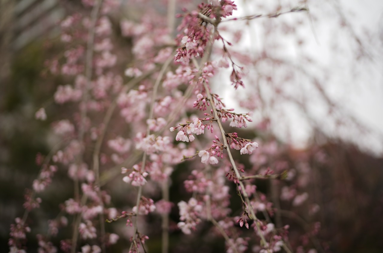 Cherry blossom Yokohama Yamashita Park