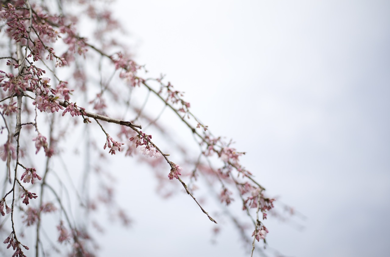 Cherry blossom Yokohama Yamashita Park