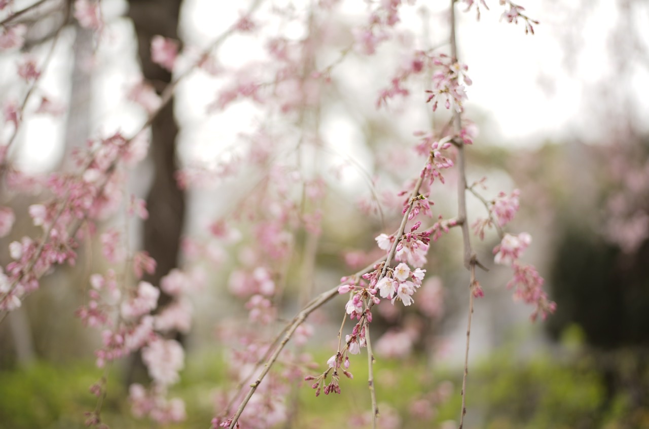 Cherry blossom Yokohama Yamashita Park