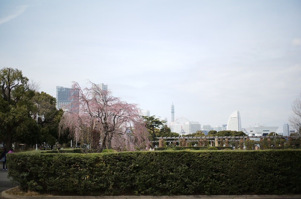 Cherry blossom Yokohama Yamashita Park