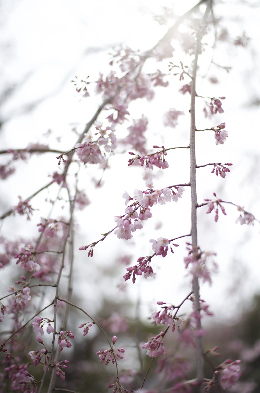 Cherry blossom Yokohama Yamashita Park