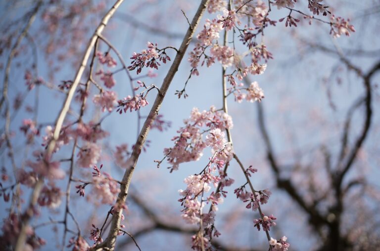 Cherry blossom Yokohama Yamashita Park