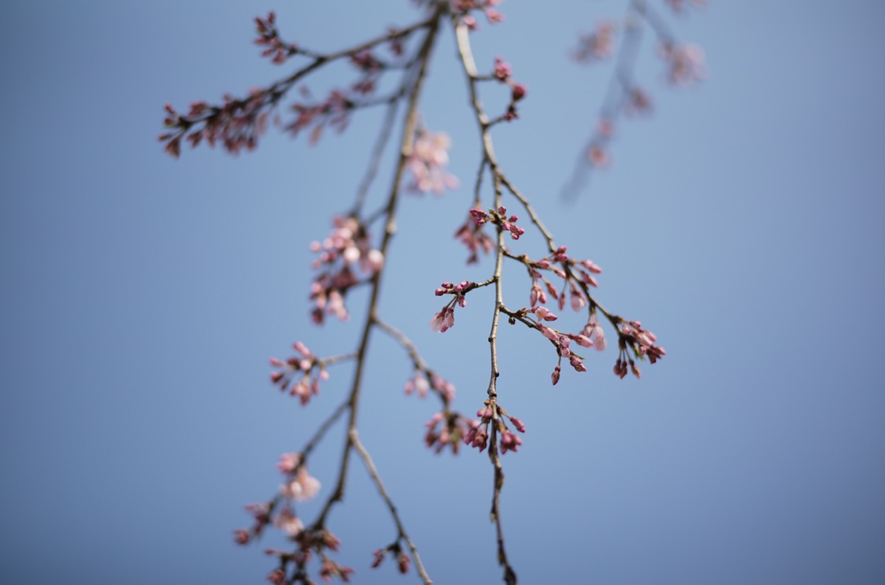 Cherry blossom Yokohama Yamashita Park
