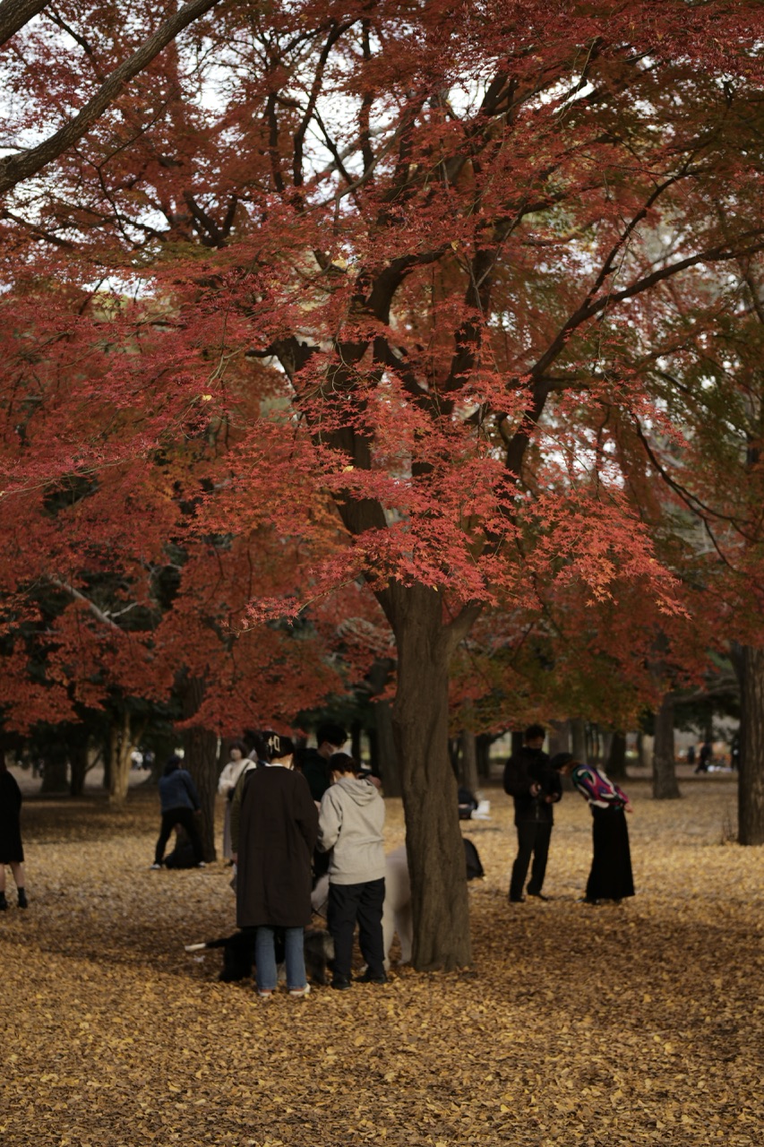 Red and Yellow leaves in Yoyogi Park Tokyo