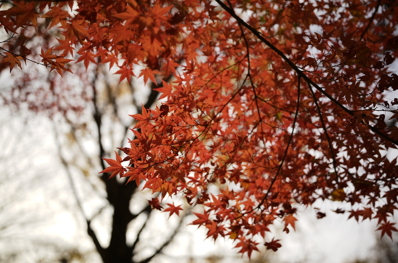 Red leaves in Yoyogi Park Tokyo