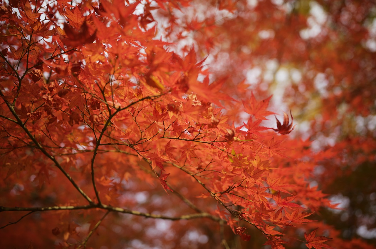 Red leaves in Yoyogi Park Tokyo