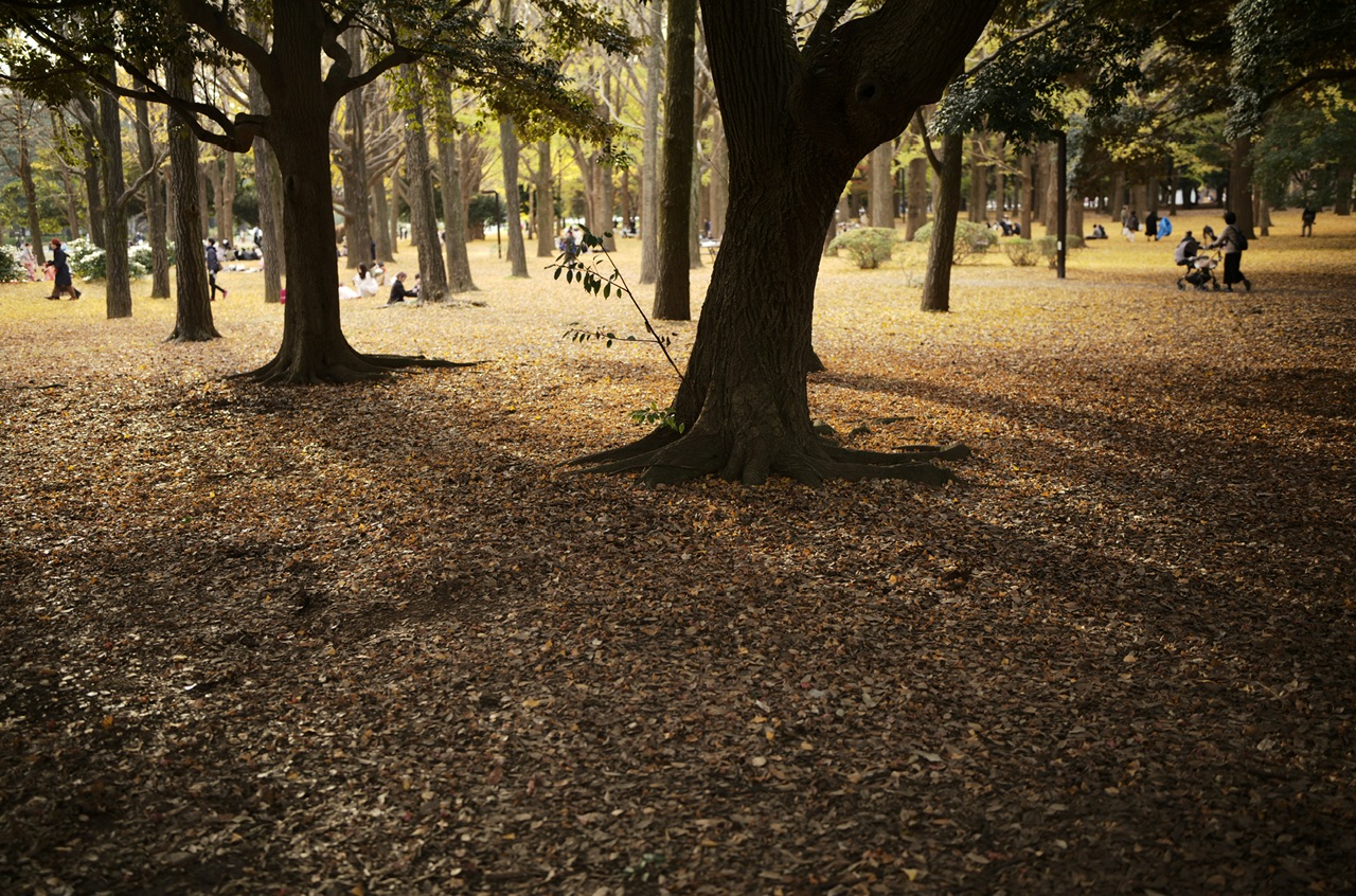 Yellow leaves in Yoyogi Park Tokyo