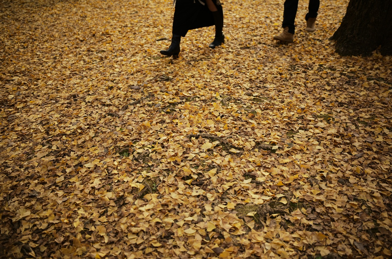 Yellow leaves in Yoyogi Park Tokyo